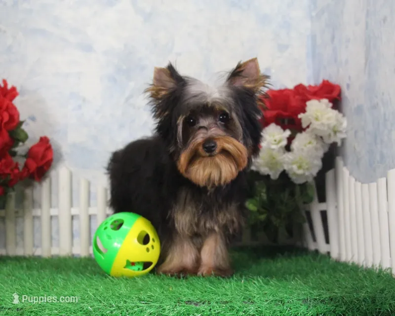 Hobo, AKC – Yorkshire Terrier puppy for sale in Butler, MO