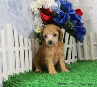 Bailey, AKC Champion Sired, a male Poodle - Toy  for sale in Butler, MO – 4 of 4