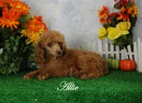 Allie, AKC Champion Sired, a female Poodle - Toy  for sale in Butler, MO – Photo 6 of 6