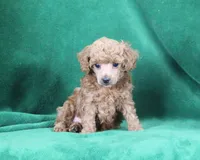 Allie, AKC Champion Sired, a female Poodle - Toy  for sale in Butler, MO – Photo 3 of 6