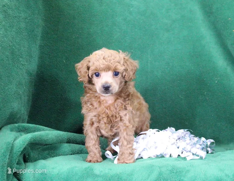 Allie, AKC Champion Sired