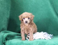 Allie, AKC Champion Sired, a female Poodle - Toy  for sale in Butler, MO – Photo 1 of 6