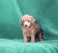 Allie, AKC Champion Sired, a female Poodle - Toy  for sale in Butler, MO – Photo 4 of 6
