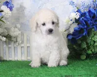 Panda, AKC Champion Sired, a male Poodle - Toy  for sale in Butler, MO – 2 of 4