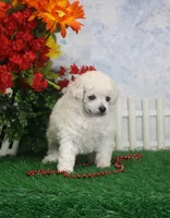 Merrie, AKC Grand Champion Sired, a female Poodle - Toy  for sale in Butler, MO – 2 of 4