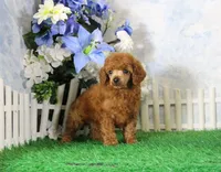 Bingo, AKC Champion Sired, a male Poodle - Toy  for sale in Butler, MO – 6 of 8