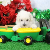 Maverick, AKC Grand Champion Sired, a male Poodle - Toy  for sale in Butler, MO – Photo 3 of 6