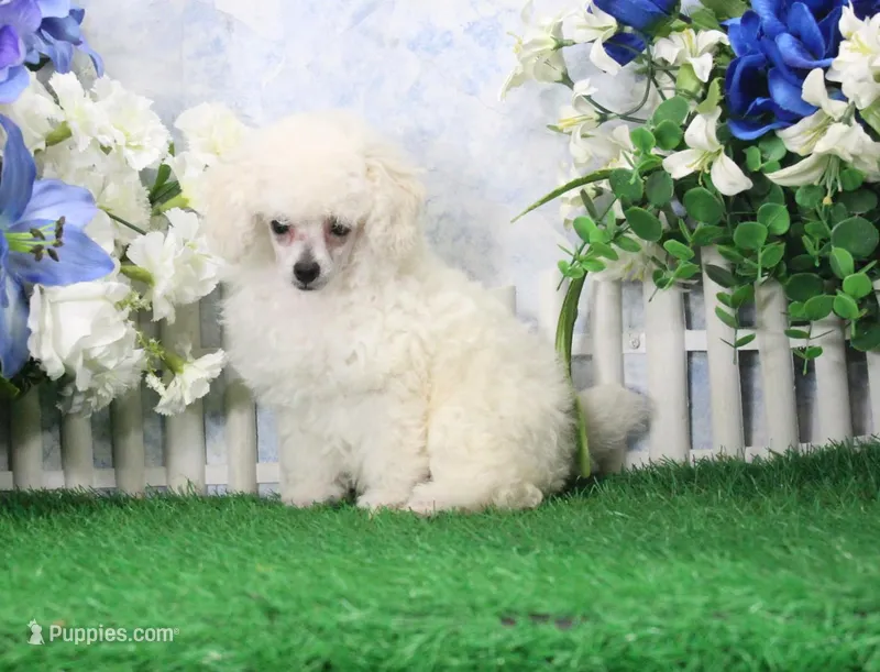 Maverick, AKC Grand Champion Sired – Poodle - Toy  puppy for sale in Butler, MO