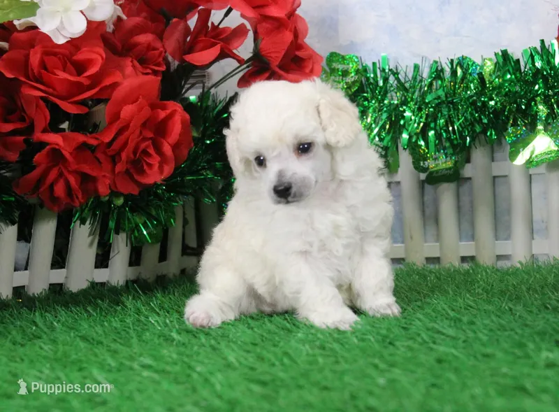 Maverick, AKC Grand Champion Sired