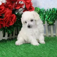 Maverick, AKC Grand Champion Sired, a male Poodle - Toy  for sale in Butler, MO – Photo 1 of 6