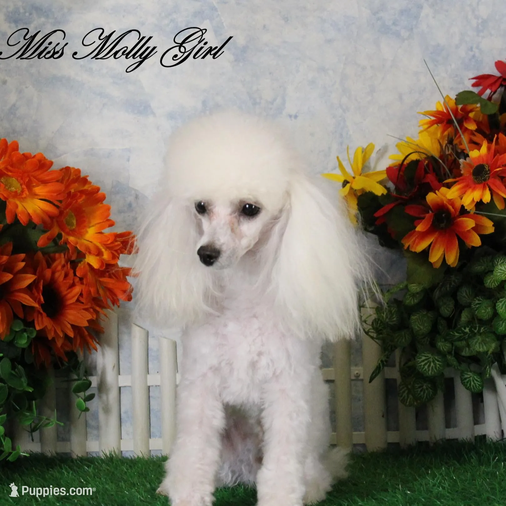 Maverick, AKC Grand Champion Sired, a male Poodle - Toy  for sale in Butler, MO – Photo 6 of 6