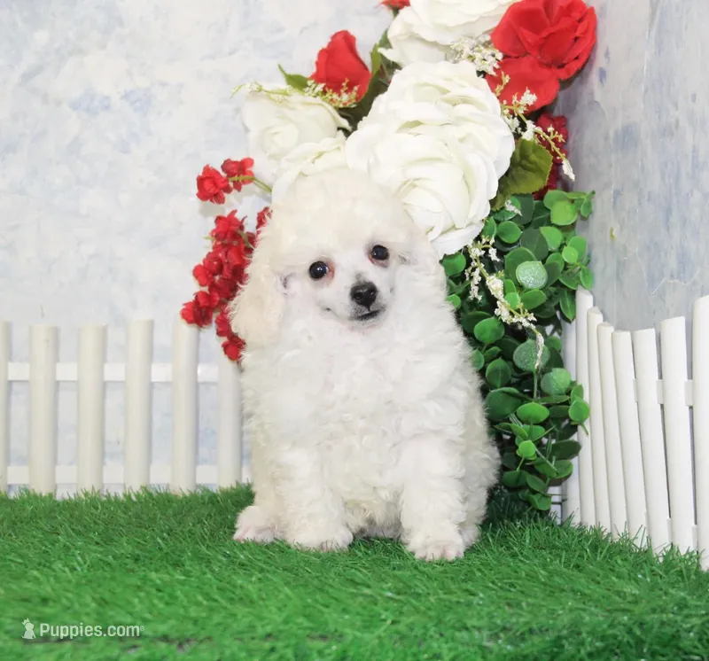 Maverick, AKC Grand Champion Sired – Poodle - Toy  puppy for sale in Butler, MO