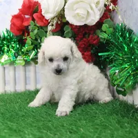 Maverick, AKC Grand Champion Sired, a male Poodle - Toy  for sale in Butler, MO – Photo 2 of 6
