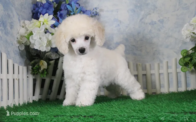 Panda, AKC Champion Sired – Poodle - Toy  puppy for sale in Butler, MO