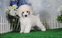 Panda, AKC Champion Sired, a male Poodle - Toy  for sale in Butler, MO – 6 of 7