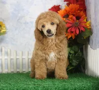 Fenton, AKC Champion Sired, a male Poodle - Toy  for sale in Butler, MO – 6 of 8