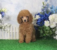 Adam, AKC Champion Sired, a male Poodle - Toy  for sale in Butler, MO – 7 of 7