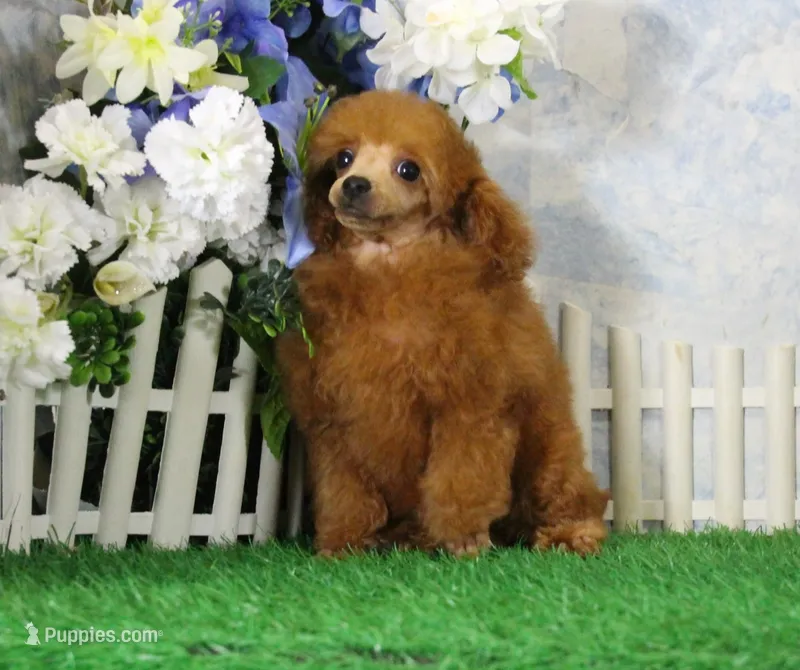 Benji, AKC Champion Sired – Poodle - Toy  puppy for sale in Butler, MO