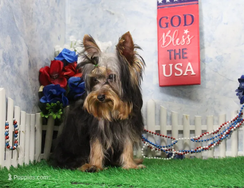 Hobo, AKC – Yorkshire Terrier puppy for sale in Butler, MO