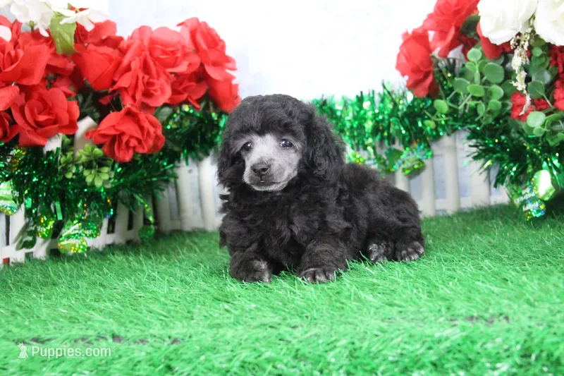 Dillion, AKC Champion Sired