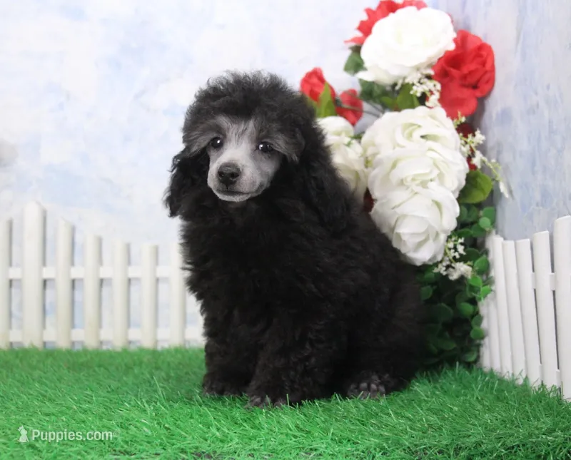 Dillion, AKC Champion Sired – Poodle - Toy  puppy for sale in Butler, MO