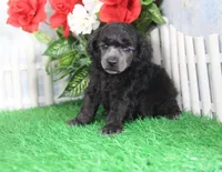 Dillion, AKC Champion Sired, a male Poodle - Toy  for sale in Butler, MO – Photo 3 of 6