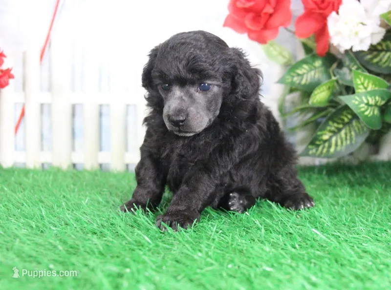 Dillion, AKC Champion Sired