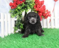 Dillion, AKC Champion Sired, a male Poodle - Toy  for sale in Butler, MO – Photo 4 of 6