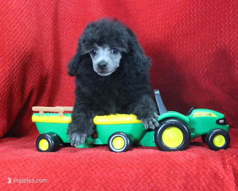 Dillion, AKC Champion Sired