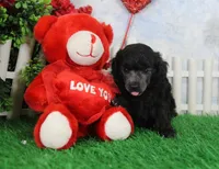 Dillion, AKC Champion Sired, a male Poodle - Toy  for sale in Butler, MO – Photo 2 of 6