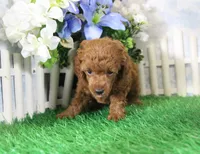 Foster, AKC Champion Sired, a male Poodle - Toy  for sale in Butler, MO – 4 of 4