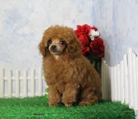 Freddy, AKC Champion Sired, a male Poodle - Toy  for sale in Butler, MO – 2 of 7