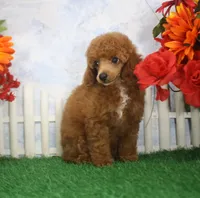 Rusty, AKC Champion Sired, a male Poodle - Toy  for sale in Butler, MO – 5 of 7