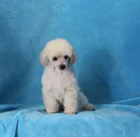 Stan, AKC Champion Sired, a male Poodle - Toy  for sale in Butler, MO – 4 of 7