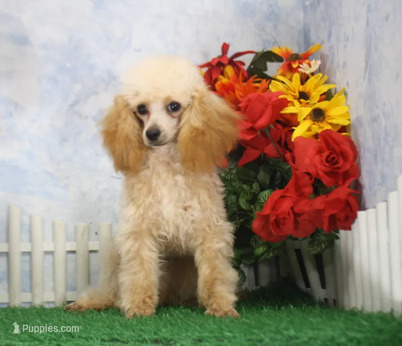 Archie, AKC Champion Sired – Poodle - Toy  puppy for sale in Butler, MO