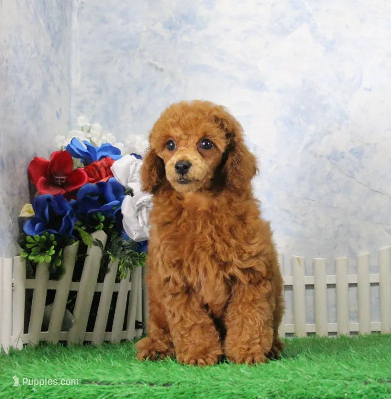 Banjo, AKC Champion Sired – Poodle - Toy  puppy for sale in Butler, MO