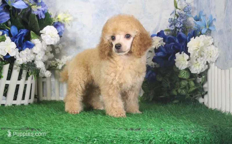 Andy, AKC Champion Sired – Poodle - Toy  puppy for sale in Butler, MO