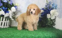 Andy, AKC Champion Sired, a male Poodle - Toy  for sale in Butler, MO – 5 of 7