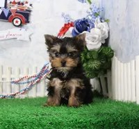 Landon, AKC, a male Yorkshire Terrier for sale in Butler, MO – 4 of 9