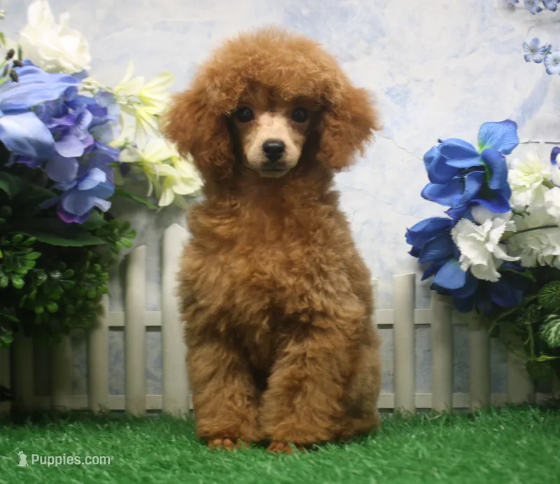 Tate, AKC Champion Sired – Poodle - Toy  puppy for sale in Butler, MO