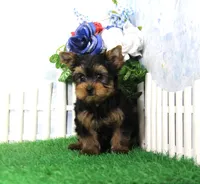 Yukon, AKC, a male Yorkshire Terrier for sale in Butler, MO – 3 of 9