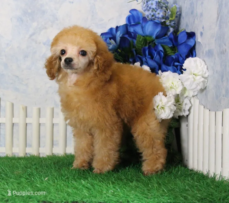 Bailey, AKC Champion Sired – Poodle - Toy  puppy for sale in Butler, MO