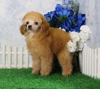 Bailey, AKC Champion Sired, a male Poodle - Toy  for sale in Butler, MO – 1 of 7