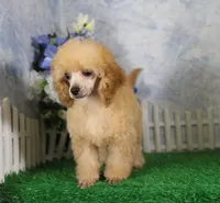 Archie, AKC Champion Sired, a male Poodle - Toy  for sale in Butler, MO – 4 of 7