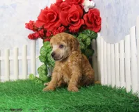 Bailey, AKC Champion Sired, a male Poodle - Toy  for sale in Butler, MO – 3 of 4