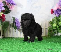 Jenny, AKC Champion Sired, a female Poodle - Toy  for sale in Butler, MO – 3 of 4