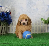 Andy, AKC Champion Sired, a male Poodle - Toy  for sale in Butler, MO – 3 of 4
