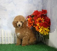 Fenton, AKC Champion Sired, a male Poodle - Toy  for sale in Butler, MO – 1 of 8