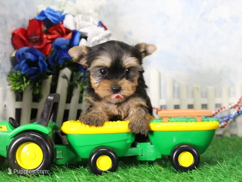Lance,AKC – Yorkshire Terrier puppy for sale in Butler, MO