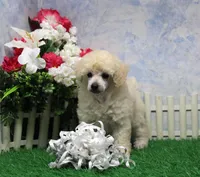 Leila, AKC Champion Sired, a female Poodle - Toy  for sale in Butler, MO – 5 of 7